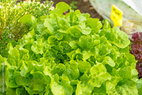 Big fresh and healthy picking salad just before harvest