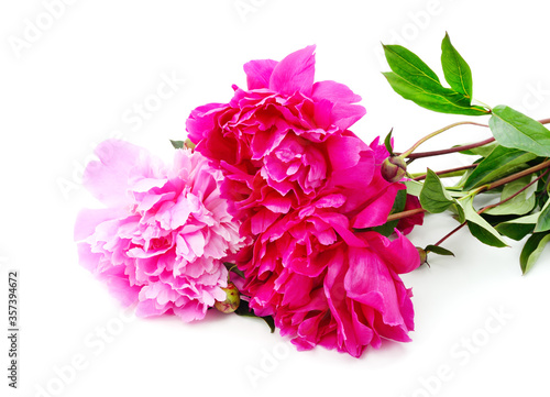 Wallpaper Mural Three beautiful peonies. Torontodigital.ca