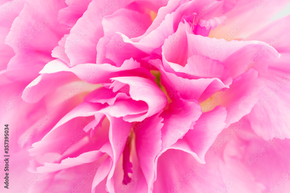 Closeup picture of pink carnation flower petal. Selective focus.