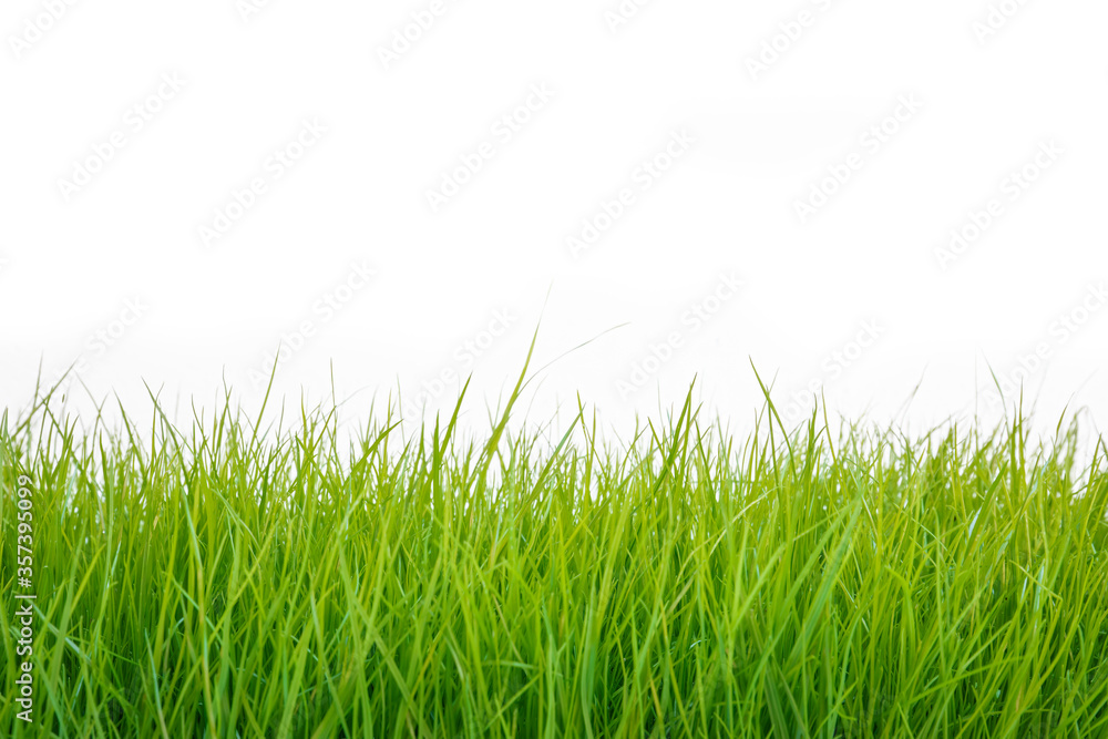 Frische Grashalme auf weißem Hintergrund