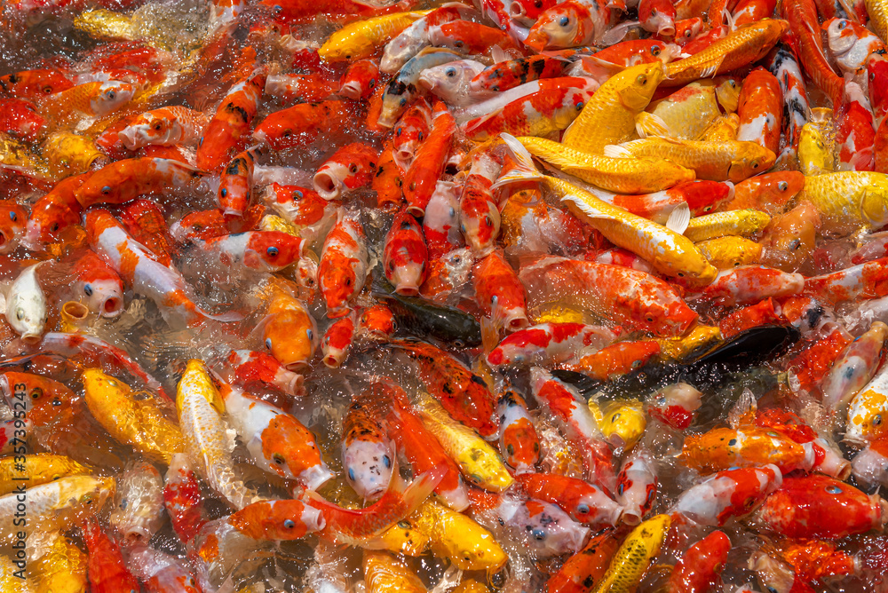 Colorful fancy carp fish, koi carps crowding together competing for food in the pond. They open their mouths to eat. Colorful fancy carp fish, koi carps crowding together competing for food in the pond. They open their mouths to eat.