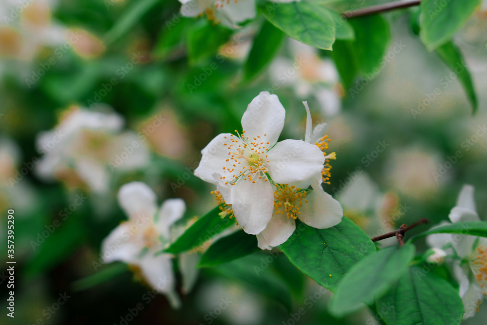 Blooming flowers, buds of a shrub plant Blooming flowers, buds of a shrub plant
