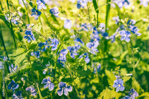 Beautiful blue flowers of Veronica chamaedrys (germander speedwell, bird's-eye speedwell, cat's eyes) - herbaceous perennial species of flowering plant in sunny day