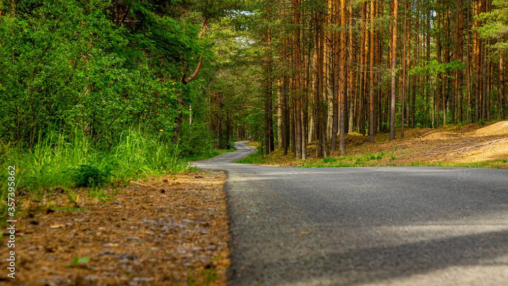Road in a pine forest. A walk in the woods. Road in a pine forest. A walk in the woods.