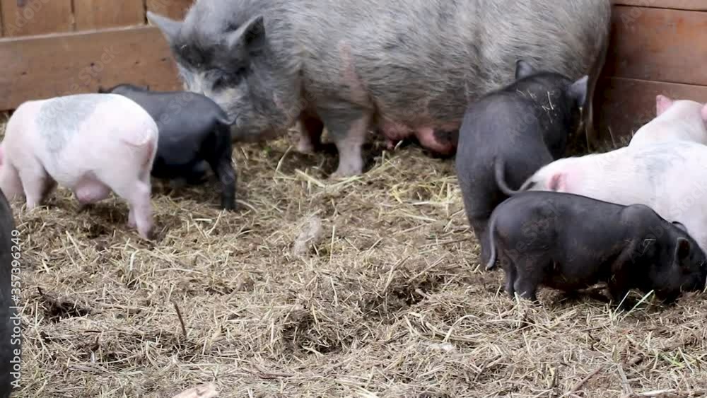 Little baby pigs with mother pig. Pink and black piglets feeding in straw on farm Little baby pigs with mother pig. Pink and black piglets feeding in straw on farm