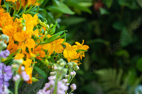 Alstroemeria. Flower business. Multi-colored bouquet. Selective focus. Macro photo photo