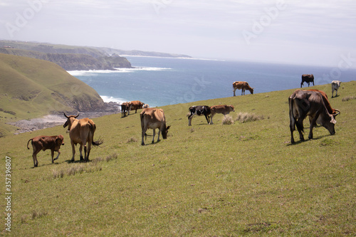 herd of cows on a hill with the beach in the background © Big Red Digital