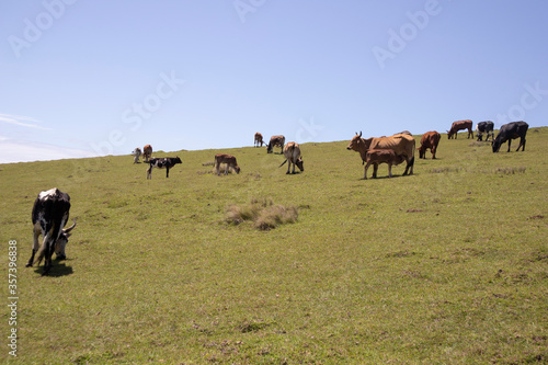 herd of cows © Big Red Digital
