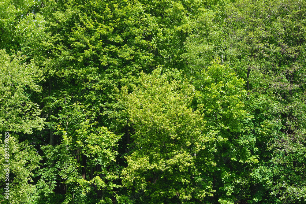 Dense green foliage in a forest lit by the sun as a texture and background Dense green foliage in a forest lit by the sun as a texture and background