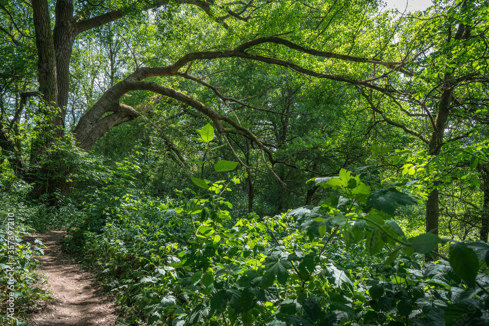 Mighty branches span the path in the thickets of the riparian forests. The sun barely illuminates the scene. Mighty branches span the path in the thickets of the riparian forests. The sun barely illuminates the scene.