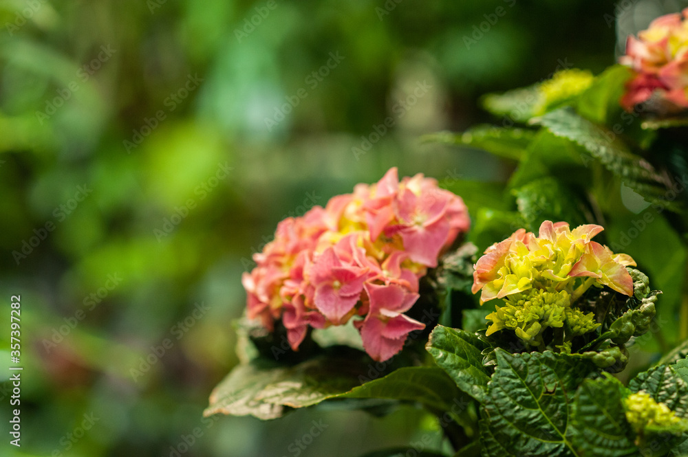 Obraz premium Hydrangea in a pot Potted flower. Flower business. Multi-colored bouquet. Selective focus. Macro photo
