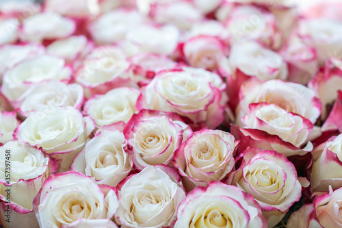 Fresh pink roses. Macro photo. Selective focus. White and pink roses.