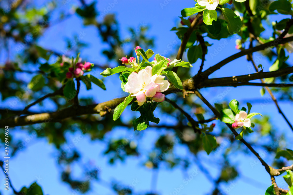 frühling, Apfelblüte frühling, Apfelblüte