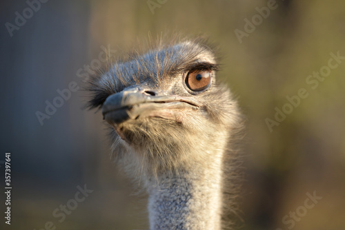 Closeup portrait of a beautiful and cheerful ostrich, ostrich looks away with his head bowed. © andov