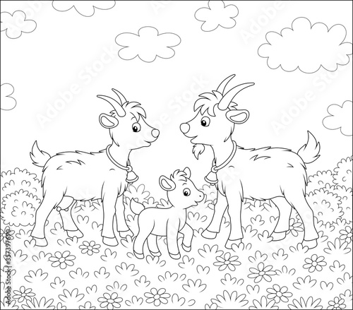 Small kid with a nanny goat and a he-goat walking on fresh grass of a pretty summer field with wildflowers on a wonderful warm day, black and white outline vector cartoon illustration