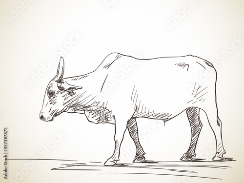 Fotografie zebu cow