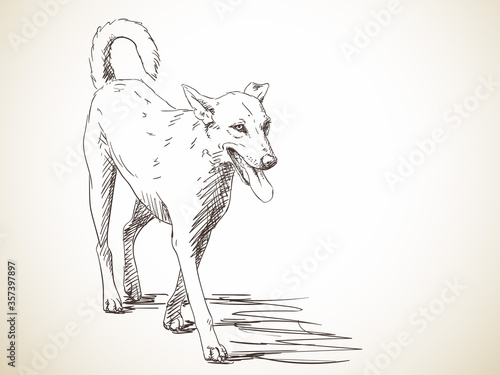 dog