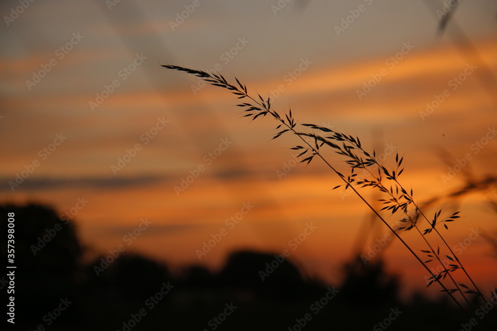 Fototapeta premium sunset in the field