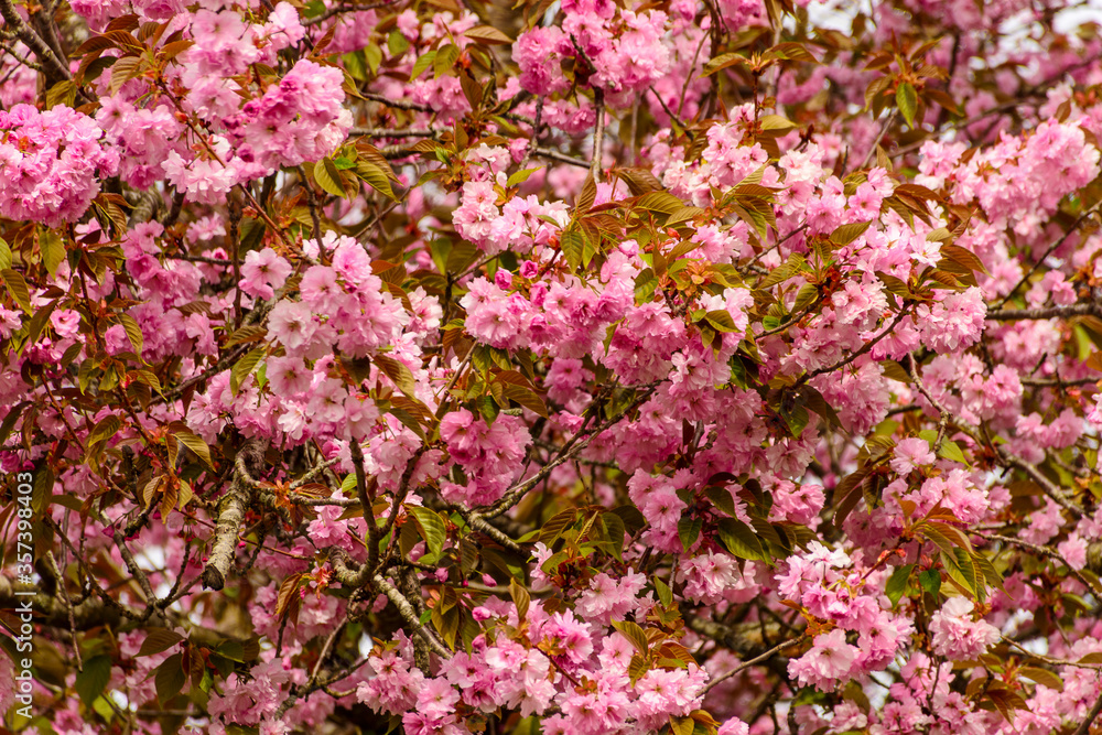 Frühling, Kirschblüten