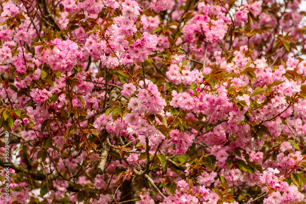 Frühling, Kirschblüten