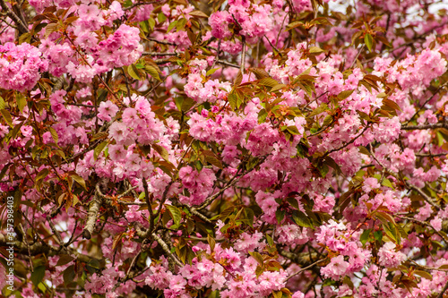 Frühling, Kirschblüten © werner