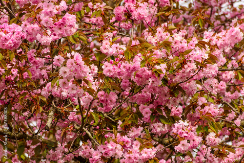 Frühling, Kirschblüten