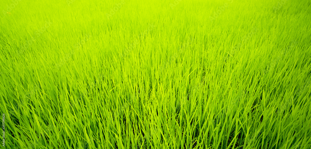 Obraz premium Rice Field,Thailand