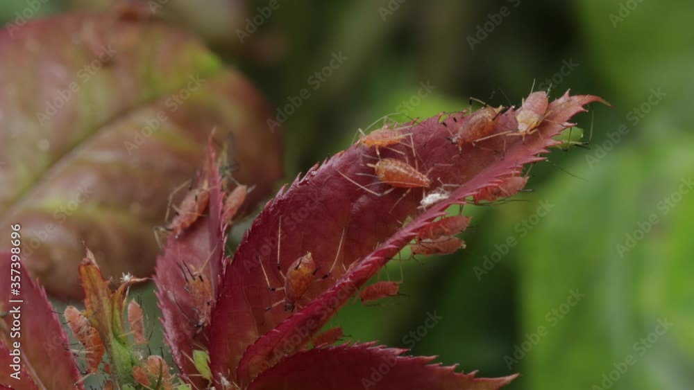 Macro shot of brown and green aphids pests on red rose leaf, macro close-up still Macro shot of brown and green aphids pests on red rose leaf, macro close-up still