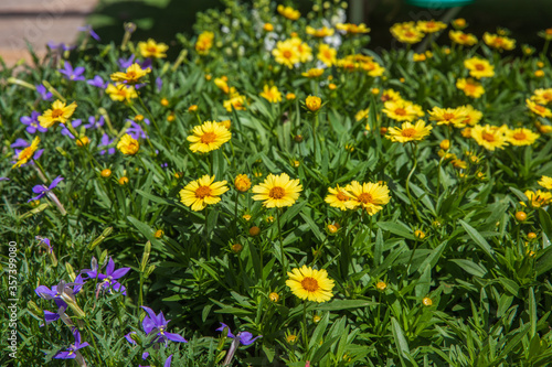 Bright yellow and small blue decorative flowers