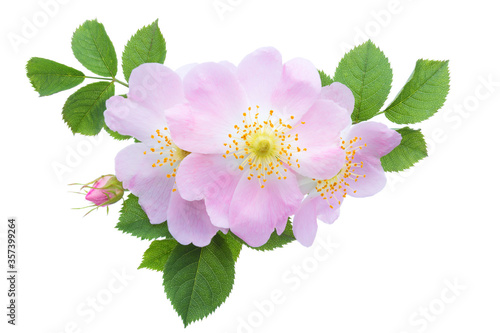 Light pink Roses with green leaves isolated on white. Rosa canina