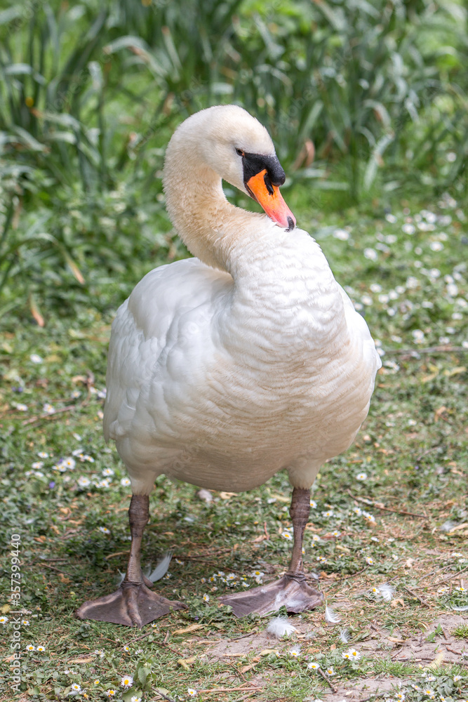 Mute Swan (in german Höckerschwan) Cygnus olor Mute Swan (in german Höckerschwan) Cygnus olor