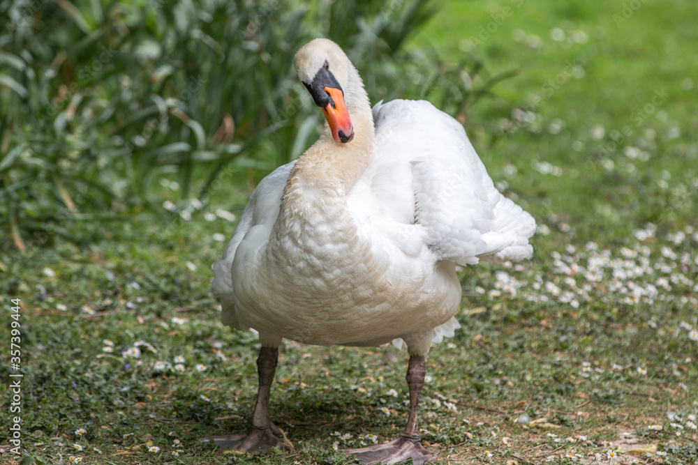 Mute Swan (in german Höckerschwan) Cygnus olor Mute Swan (in german Höckerschwan) Cygnus olor