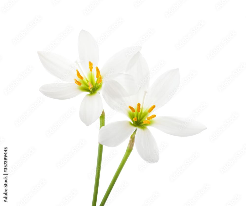 Fototapeta premium Two white Lilies isolated on white background. Zephyranthes candida
