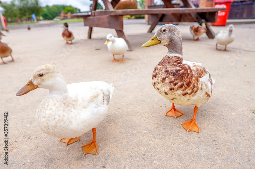 two ducks on the farm