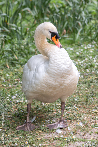 Mute Swan (in german Höckerschwan) Cygnus olor