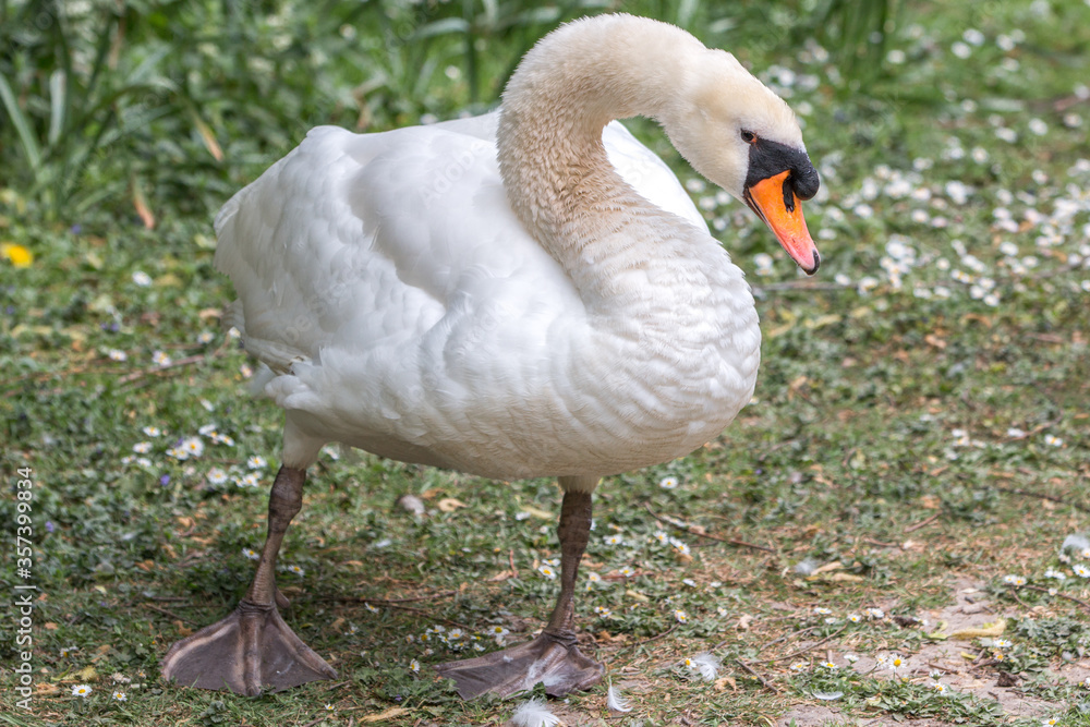 Fototapeta premium Mute Swan (in german Höckerschwan) Cygnus olor