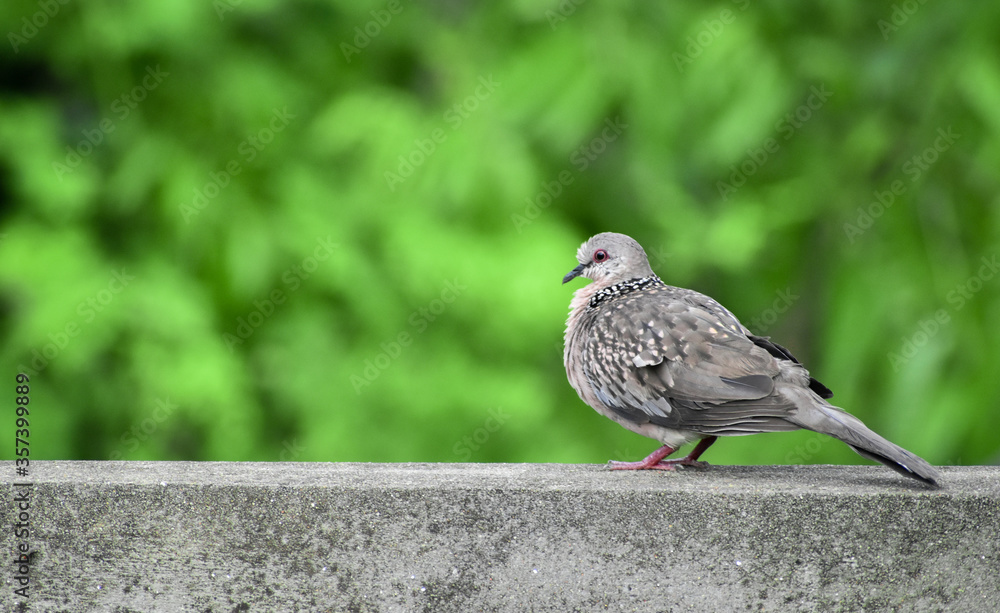 Obraz premium A closeup image of Dove on green Background