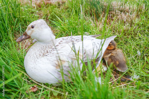 duck in the grass