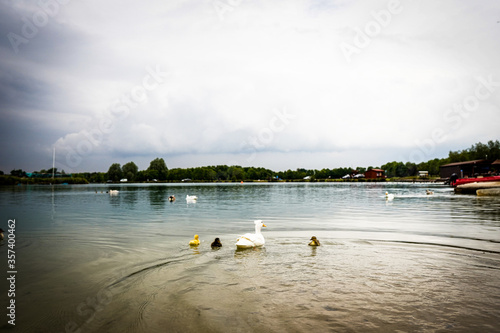 ducks on the lake
