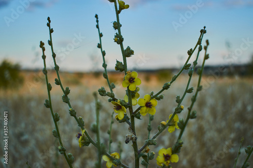 Made With Nikon D3300 ---  Nikor 18-55 
Badajoz (Spain)
Nature - Spring - Flower photo