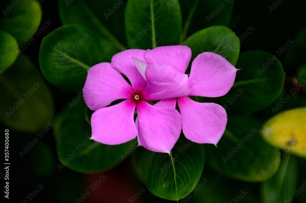 Catharanthus roseus, commonly known as bright eyes, Cape periwinkle, graveyard plant, Madagascar periwinkle, old maid, pink periwinkle, rose periwinkle. In Bangladesh, locally called Nayantara Flower.
