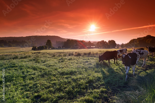 Cows in the valley of Yvette river in Ile de France country © hassan bensliman