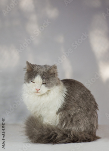 Gray cat sleeping in the house. Cat on a white background. photo