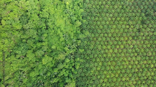 Aerial drone video of palm oil plantation and tropical rainforest. Forest has been cut down and replaced with oil palms. Deforestation  for agriculture environmental problem. 