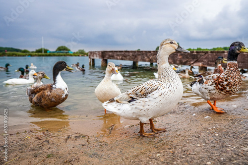 ducks on the lake