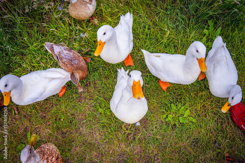 ducks in the grass
