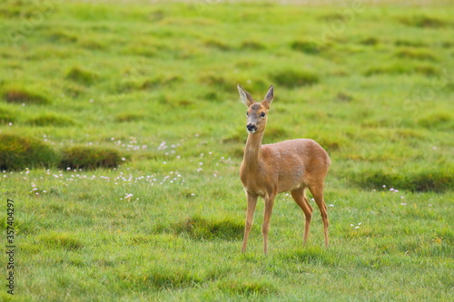 European roe deer  Capreolus capreolus   also known as the western roe deer in Seaton Wetlands Nature reserve  Devon