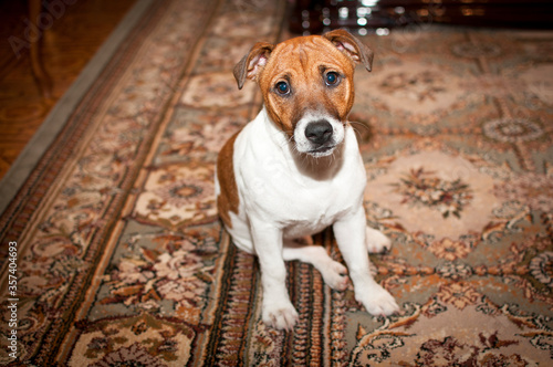 Active young Jack Russell Terrier. The white-brown color of the dog's muzzle sits on the floor making a serious face. Jack Russell Terrier portrait