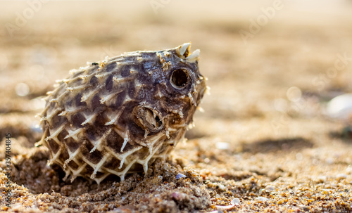 Dead Puffer Fish Washed up on Beach. Long-spine porcupinefish also know as spiny balloonfish - Diodon holocanthus on beach sand. photo