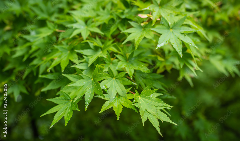 green leaves on the branches of the Bell green japanese maple (acer palmatum tree) green leaves on the branches of the Bell green japanese maple (acer palmatum tree)